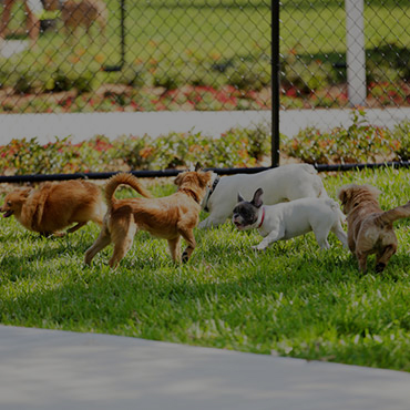 Large Dog Park at Wellington Creek Apartments Large Dog Park at Wellington Creek Apartments