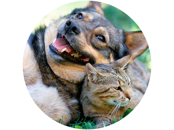 Pet Friendly Apartments in Lisle Pet Friendly Apartments in Lisle